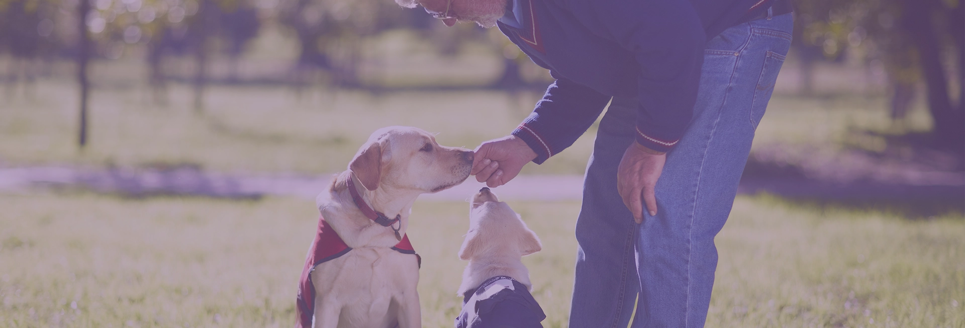 A man trains a dog A man trains a dog